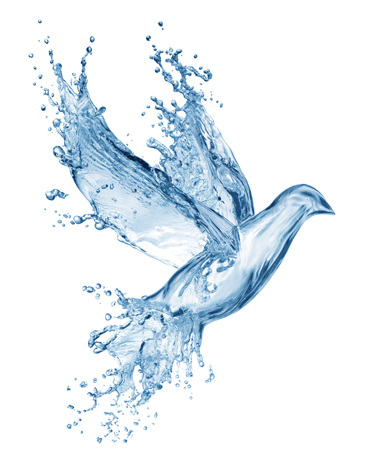 waterbird